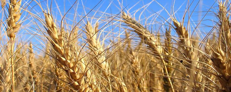小麦灌浆期打什么药，小麦灌浆期是什么意思
