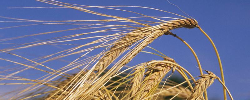 小麦灌浆期需要浇水吗，吸收的水份主要用于什么