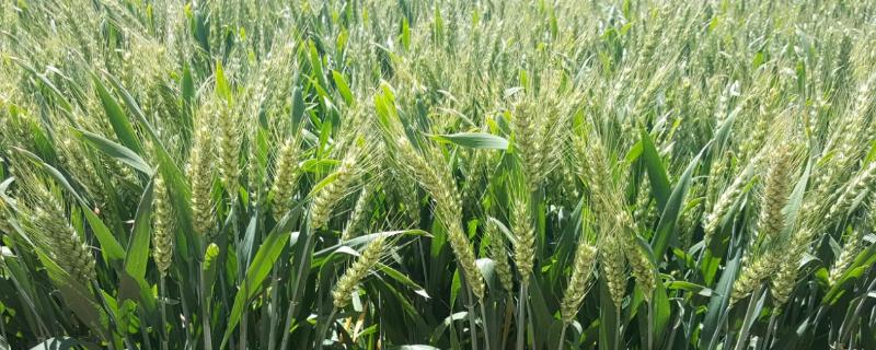 小麦密度平均是什么，密度大了能打多效唑吗