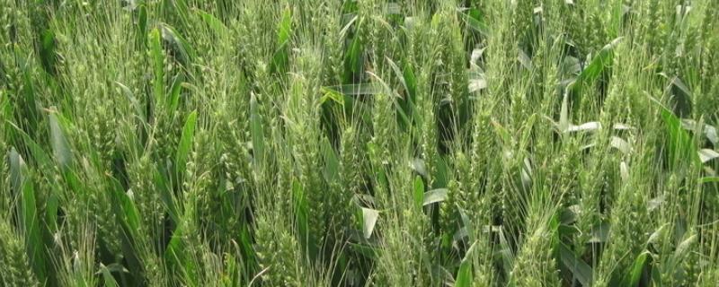 雨后小麦和雨前小麦品质，雨后小麦能做种子用吗