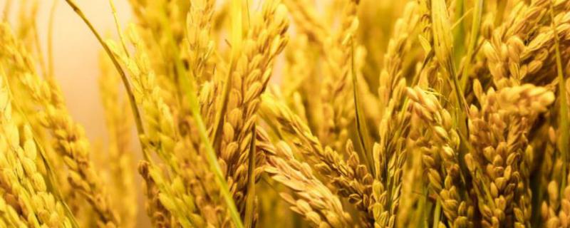 水稻和小麦哪个产量高，二者有什么区别