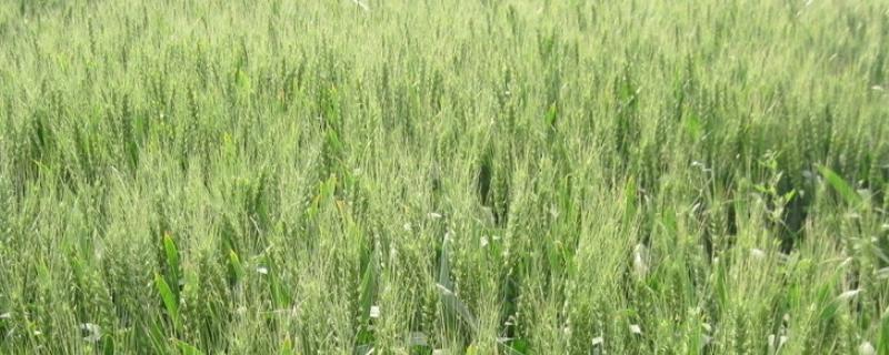雨后收的小麦品质有什么变化，小麦品质的好坏取决于什么
