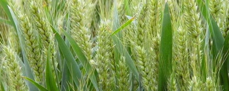 小麦最高产量能达到多少公斤，产量最高的省份是哪个