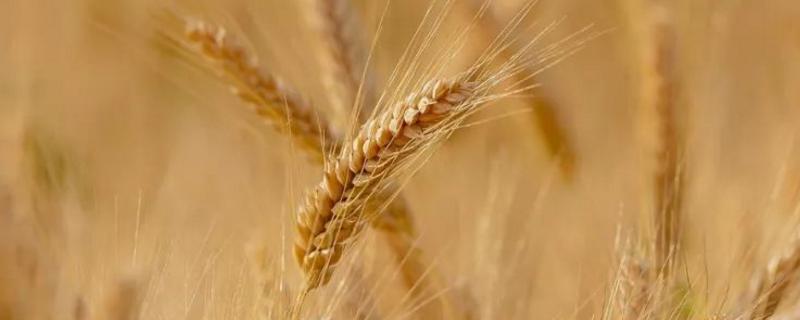 小麦孕穗期的管理，小麦孕穗期是几月份