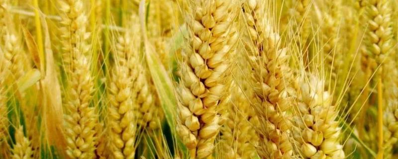 小麦产量每亩多少斤，小麦产量高还是水稻产量高