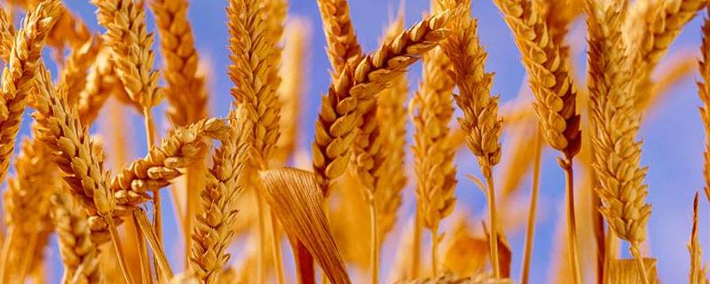 小麦贪青晚熟会高产吗，小麦贪青晚熟是什么原因造成的