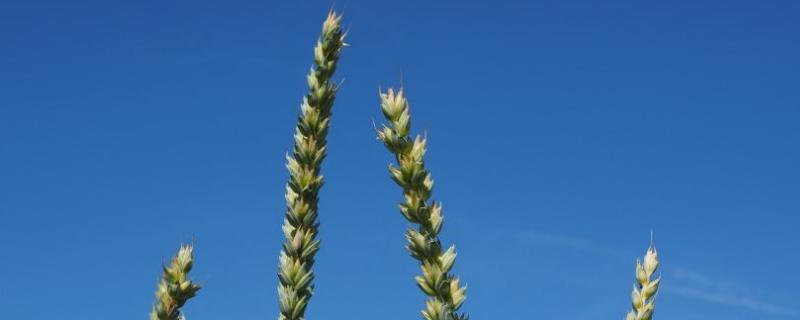 小麦打完除草剂下雨了咋办，小麦打完除草剂几天能上化肥