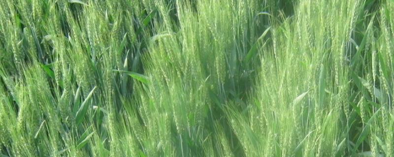 冬小麦的生长期，冬小麦适合在哪些地区种植
