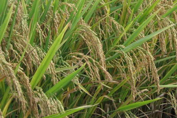 杂交水稻的影响和意义