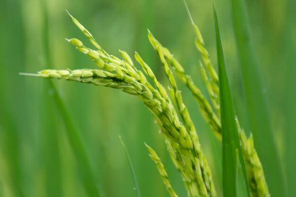 杂交水稻的影响和意义