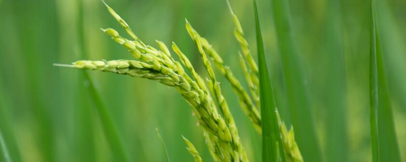 杂交水稻带来的贡献，杂交水稻是由哪两种水稻杂交的