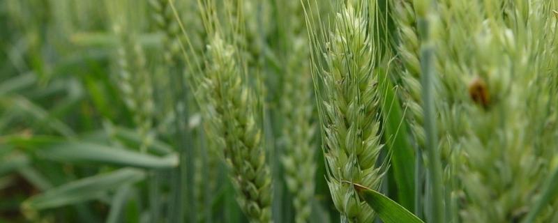 小麦干尖黄叶怎么治疗，是什么原因导致的