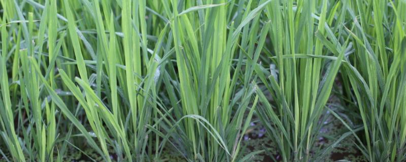 水直播水稻种植流程，直播后除草药什么时候用