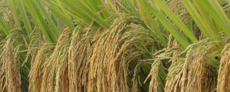 中国杂交水稻发展史，给我国带来什么贡献