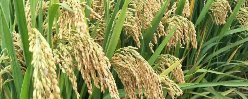 杂交水稻对中国和世界的贡献，杂交水稻和普通水稻有什么区别