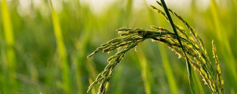 杂交水稻和转基因的区别，杂交水稻和普通水稻有什么区别