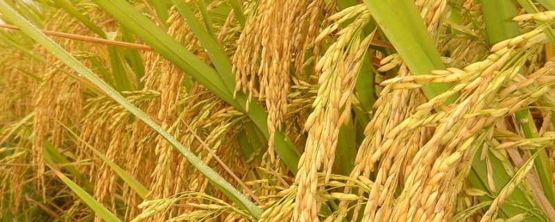 杂交水稻是杂交育种吗，可以自己留种次年种植吗