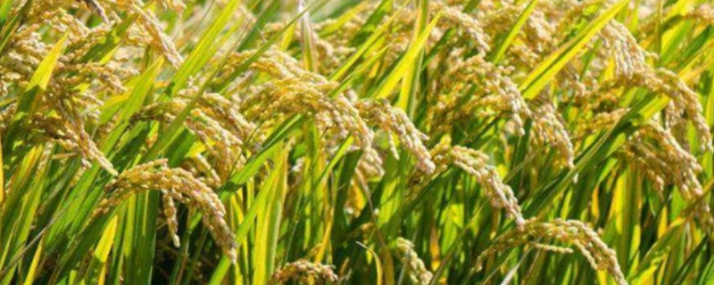 我们现在吃的大米是杂交水稻吗，附杂交水稻分布图