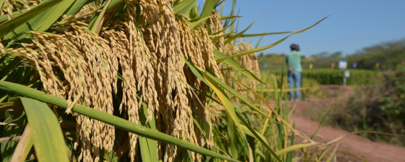 杂交水稻种植面积，可以自己留种次年种植吗