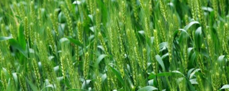 小麦小满后还能打磷酸二氢钾吗，磷酸二氢钾对小麦有什么作用