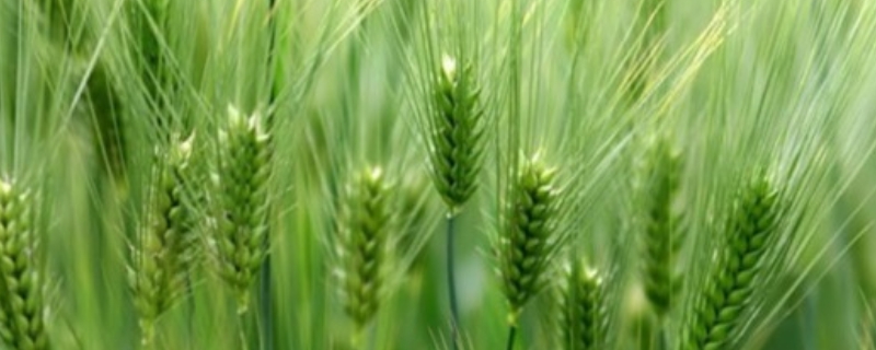 清明节期间小麦需要灌溉吗，北方的小麦什么时候收