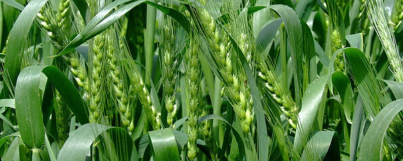 戊唑醇小麦一亩地用量，戊唑醇的使用方法及注意事项