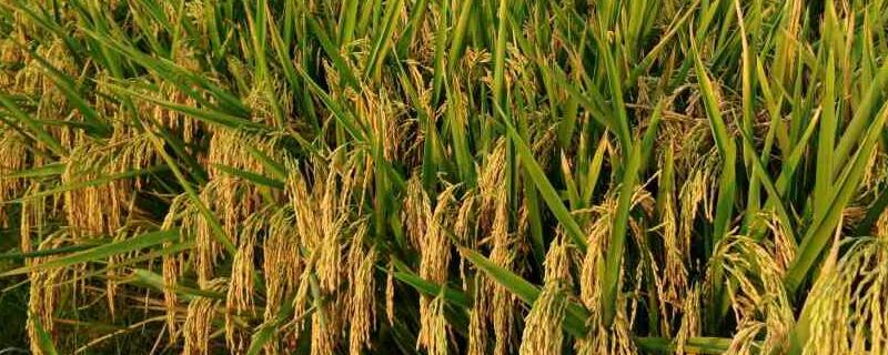 杂交水稻增产多少，亩产可达多少斤