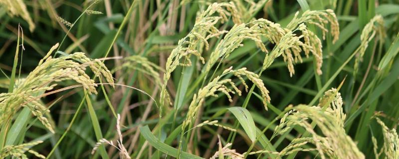 海水稻的特点，与普通水稻有什么区别