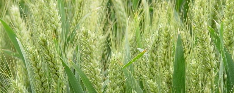 小麦授粉期能不能打农药，小麦授粉期是多长时间