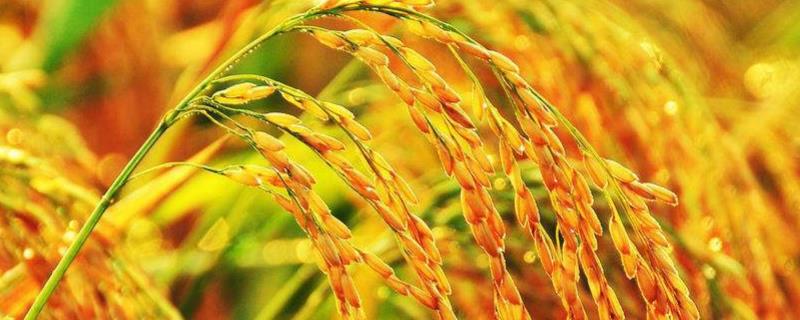 杂交水稻亩产最高是多少，是什么时候研究出来的