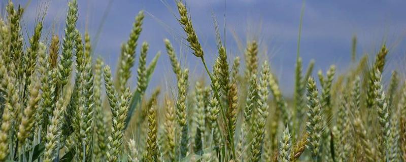 小麦青储每亩产量多少吨，小麦青储是什么意思