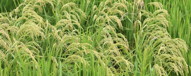 海水稻能在盐碱地种植的原因，能用海水浇灌吗