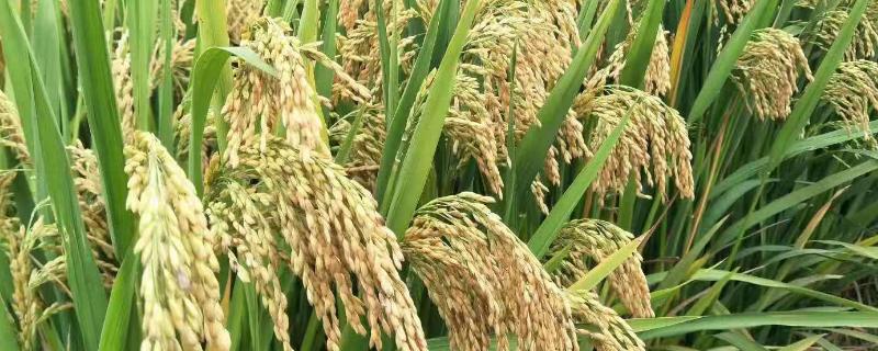 杂交水稻对世界的影响，杂交水稻是什么时候问世的