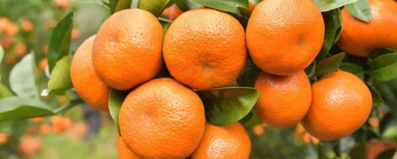 柑橘膨果用什么肥料，柑橘膨果是什么时候
