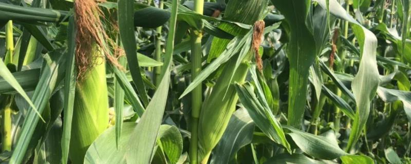 玉米矮化药打完下雨有效果吗，可以和叶面肥同时使用吗