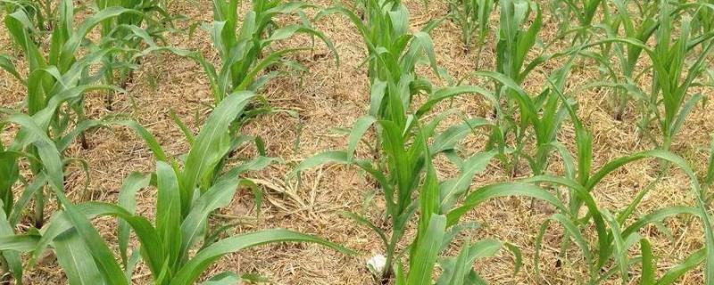 玉米苗后除草剂能和杀虫剂一起打吗，打了除草剂几天能浇水