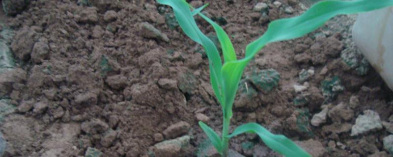 玉米苗期磷酸二氢钾用量，磷酸二氢钾属于什么肥料