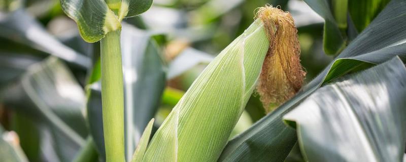 玉米苗后除草剂下雨有影响吗，出现除草剂药害怎么办