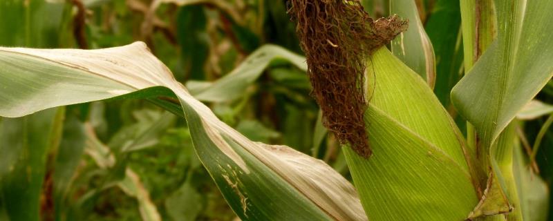 甜糯玉米用什么除草剂，会不会产生药害