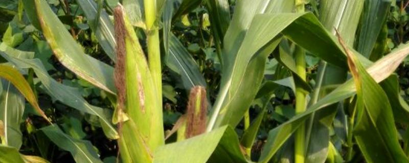 玉米专用除草剂种类，喷施后多久可以见效