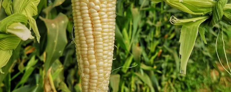 玉米除草剂可以和锌肥混用吗，多久见效
