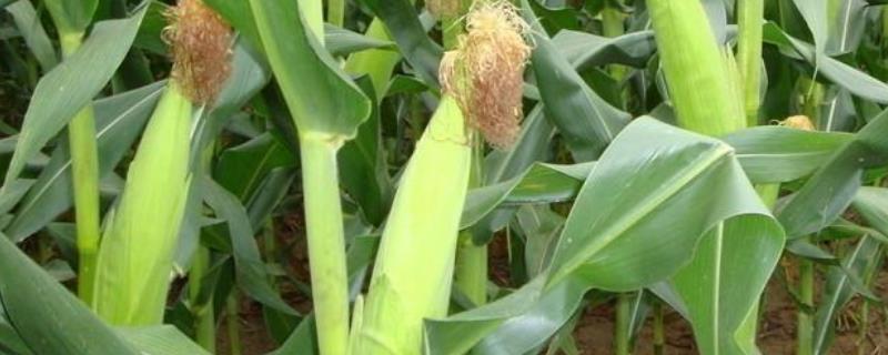 玉米除草剂和叶面肥可以一起使用吗?，除草剂在什么时间喷施效果好