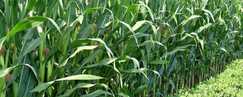 玉米苗后除草剂几天见效死草，除草剂用多了会产生药害吗