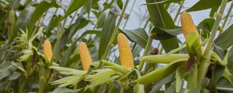 玉米幼苗杀虫打什么农药，杀虫剂能和除草剂混用吗