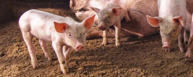 猪是怎样交匹配的，交配时出血有影响吗