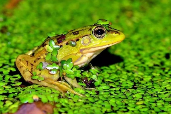 青蛙的生长周期