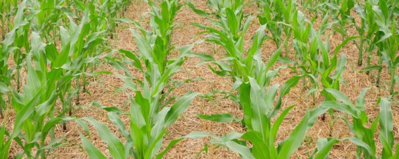 玉米缺苗能补种吗，附补苗方法