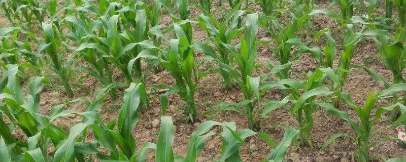 玉米弱苗复壮的措施有哪些，玉米苗生长缓慢是什么原因