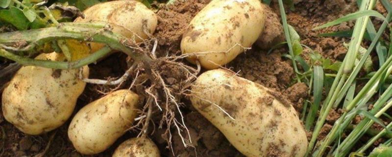 二月份种土豆几月份收，种植土豆需要什么肥料