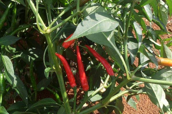 小米椒种植方法与技术